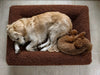 Nalah the Golden Retriever and Minnie the poodle asleep on a Turf towelling covered bed
