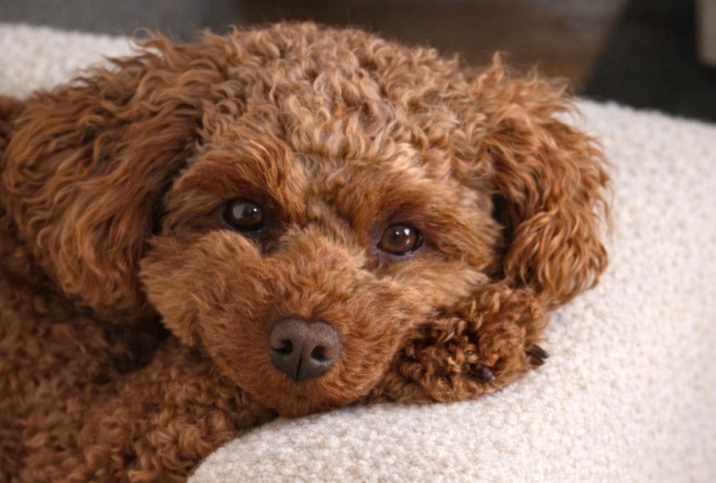 For the snugglers and the nesters...