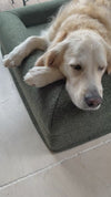 Nalah the Golden Retriever asleep on a Connemara boucle covered bed